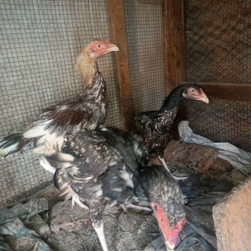 سب ایکٹو ہیں کسی قسم کی بیماری نہیں ہے 2