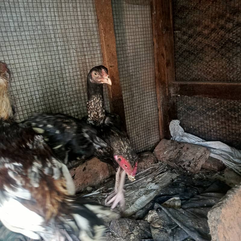 سب ایکٹو ہیں کسی قسم کی بیماری نہیں ہے 3