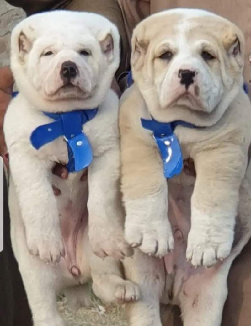 King Alabai pair pure breed security dog 2months for sale