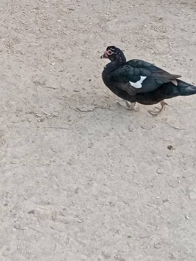 جوڑا انڈے دے رہیں ہیں