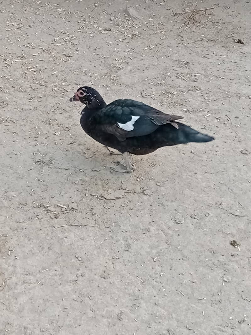 جوڑا انڈے دے رہیں ہیں 1