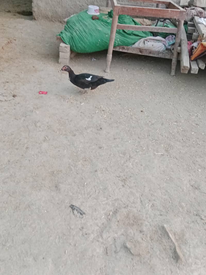 جوڑا انڈے دے رہیں ہیں 2