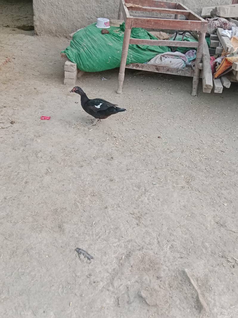 جوڑا انڈے دے رہیں ہیں 3