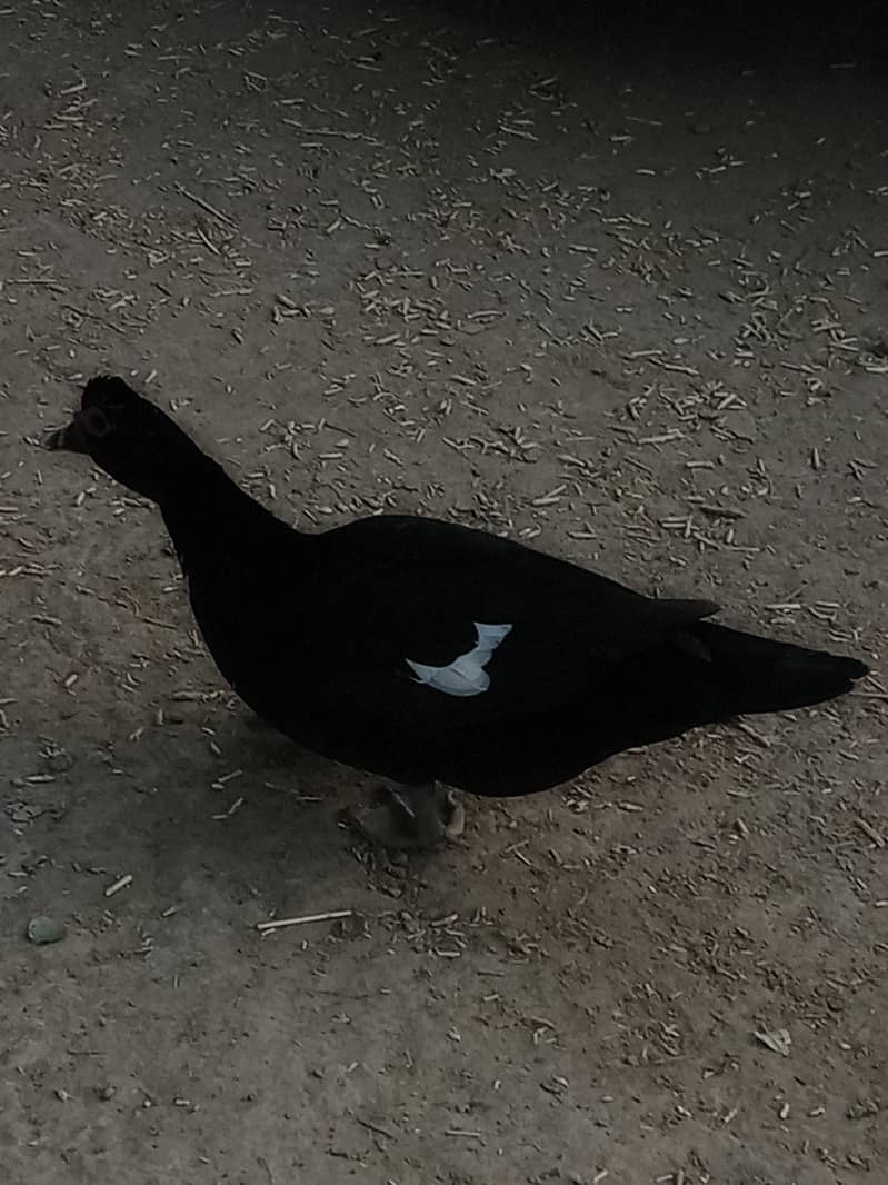 جوڑا انڈے دے رہیں ہیں 4