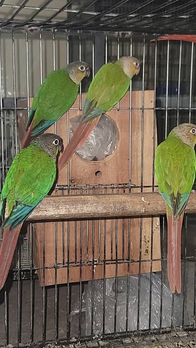 conure looking for new shelter