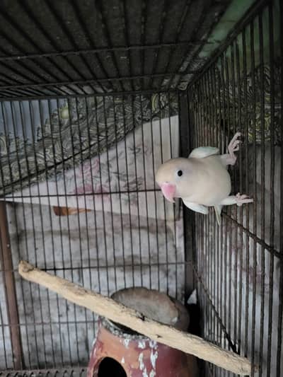 4 Peace Albino Red Eye Split,Adult Peaces