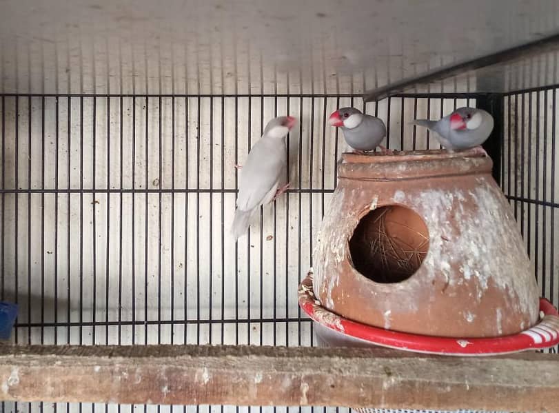 Silver Java Jawa Breeder pair - Finches - 1106968101