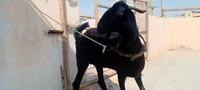 black bisar tapri female 6 dant