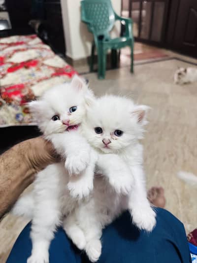 Persian cats for sale 03156881522