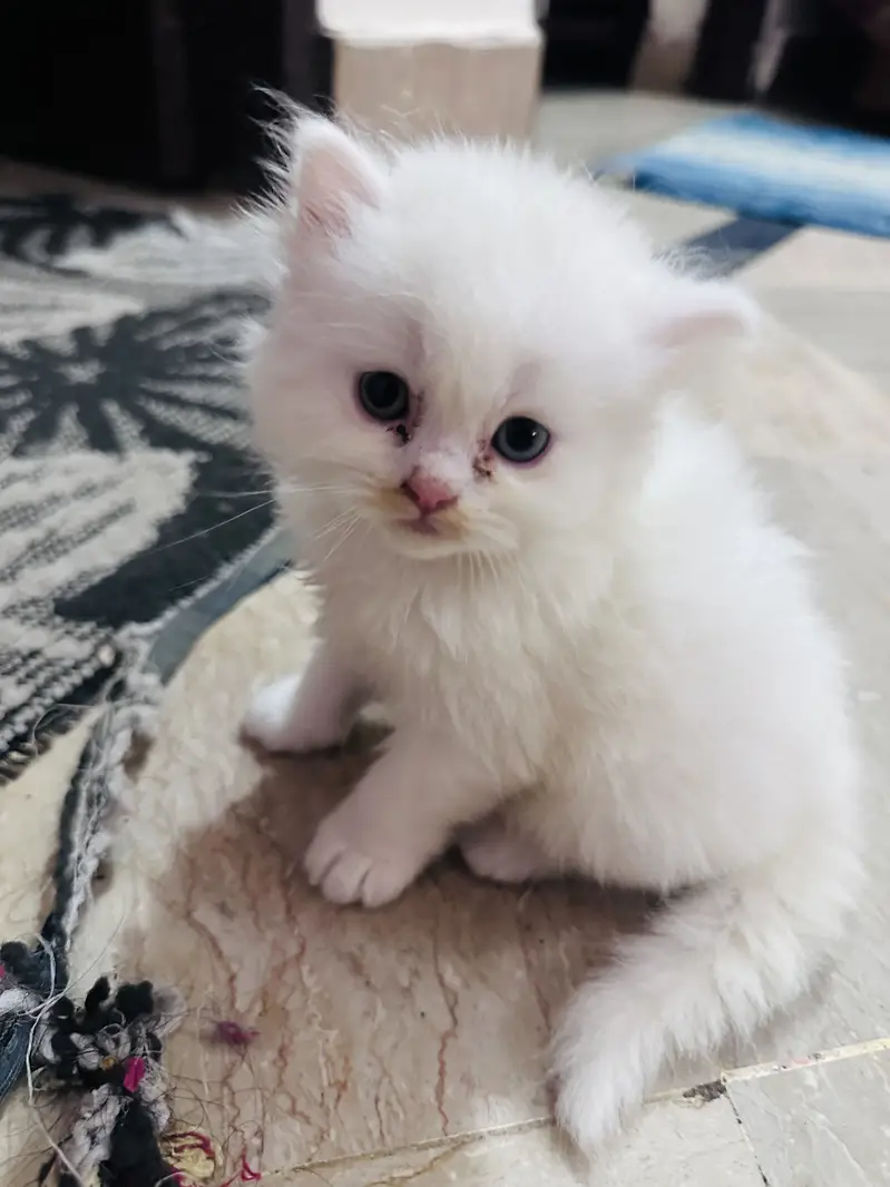 Persian cats for sale 03156881522 — photo 2