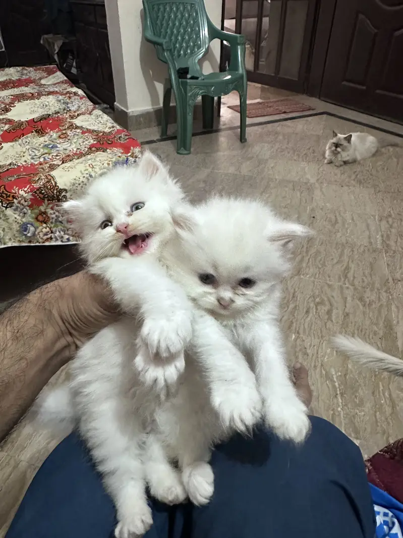 Persian cats for sale 03156881522 — photo 3