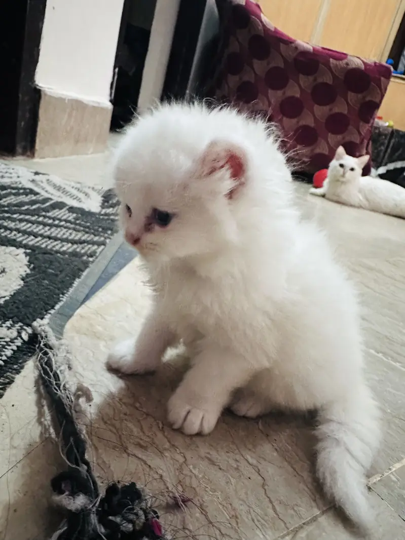 Persian cats for sale 03156881522 — photo 4