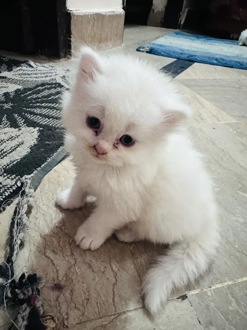 Persian cats for sale 03156881522 — photo 5