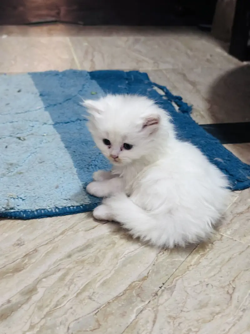 Persian cats for sale 03156881522 — photo 6