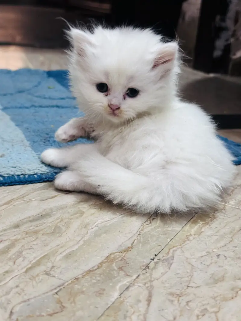Persian cats for sale 03156881522 — photo 7