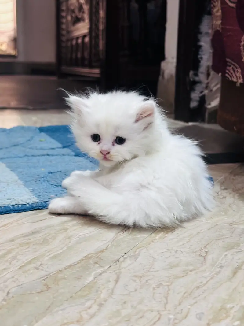 Persian cats for sale 03156881522 — photo 8