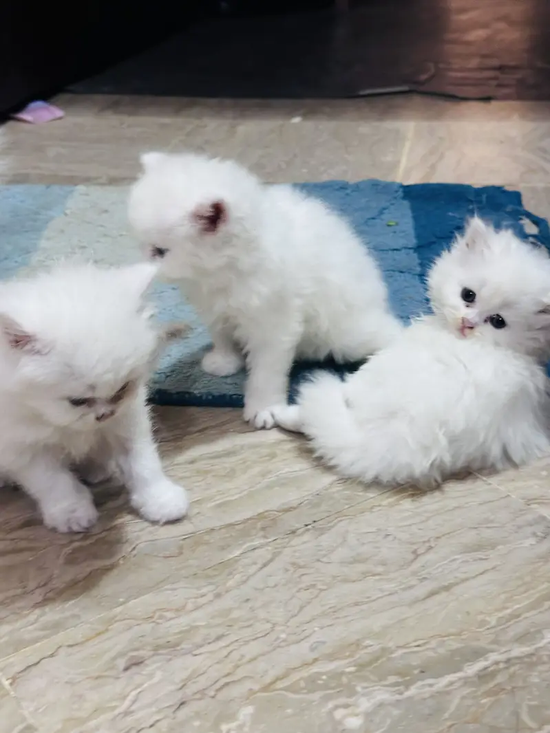 Persian cats for sale 03156881522 — photo 9