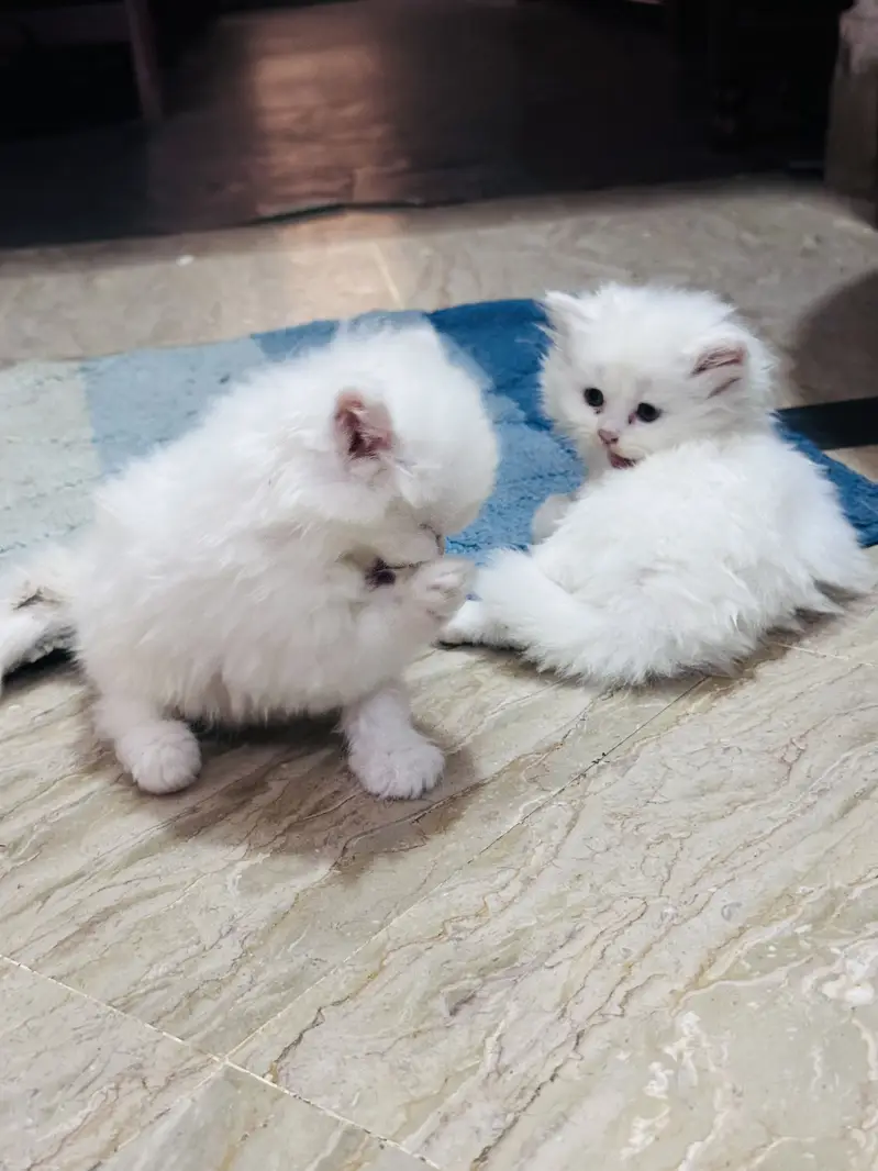 Persian cats for sale 03156881522 — photo 10