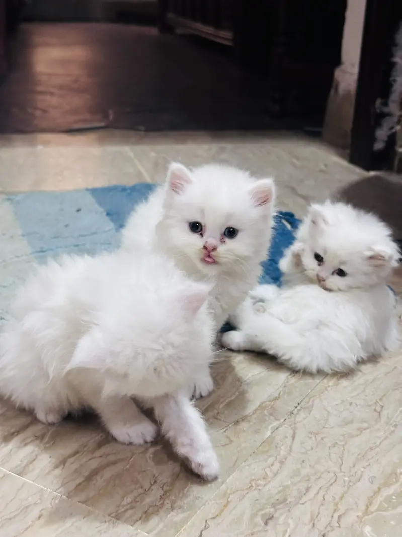 Persian cats for sale 03156881522 — photo 11