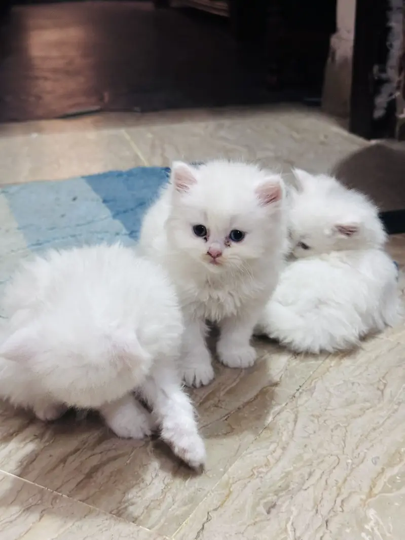 Persian cats for sale 03156881522 — photo 12