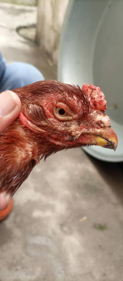 aseel hens for sale location Islamabad only whtsap 03425203350