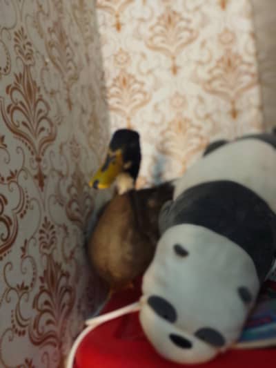 baji momo for sale cute