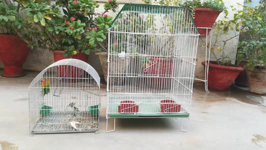 Cocktail, Ringneck cage