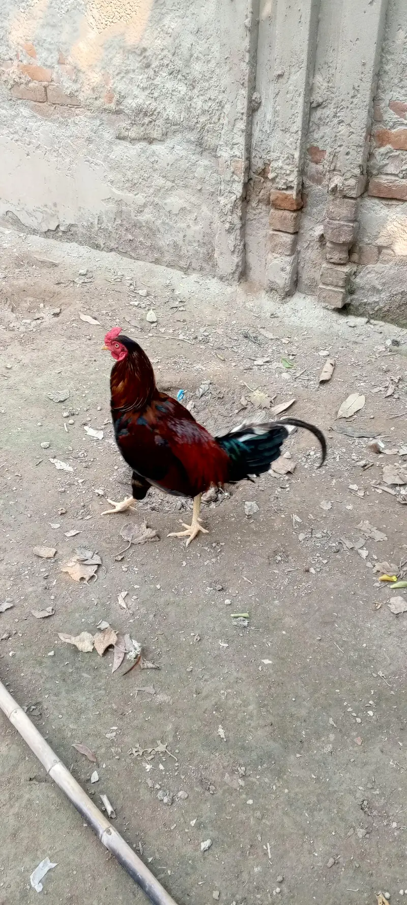 High level Murgha