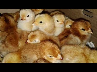 booking lohmann chick  started in Lahore only