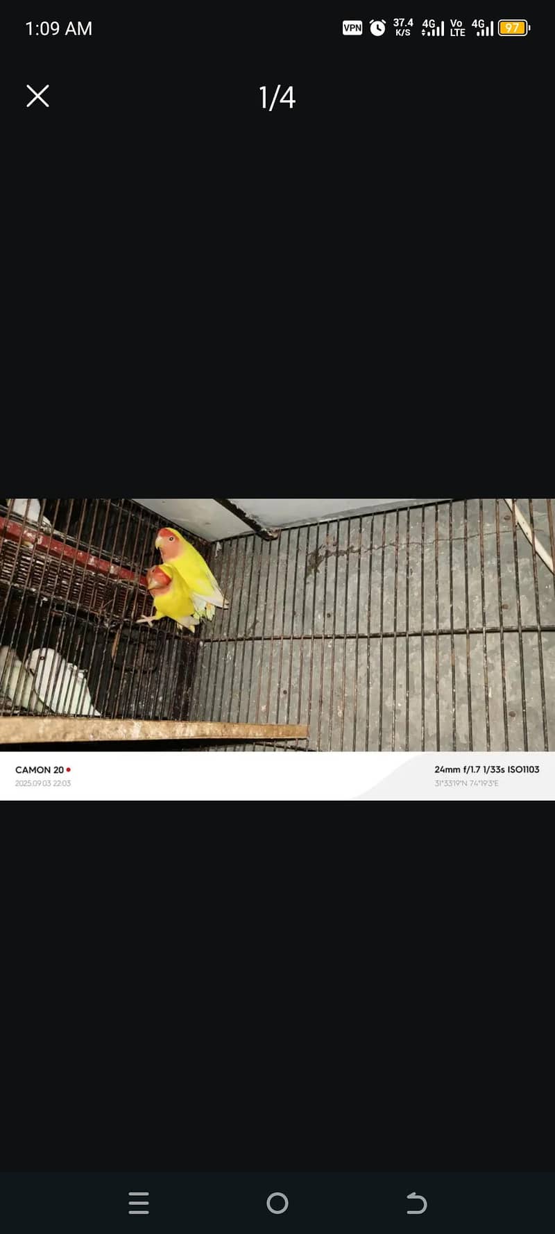 Red rump - Parrots - 1105881597