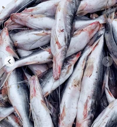 Fishes