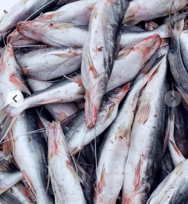 Fishes 0