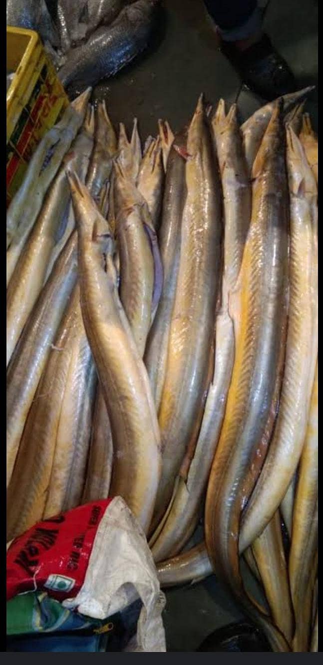 Fishes 2