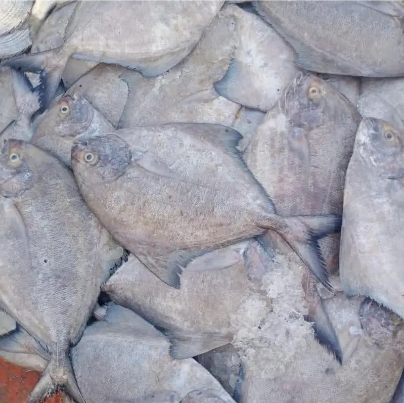 Fishes — photo 4