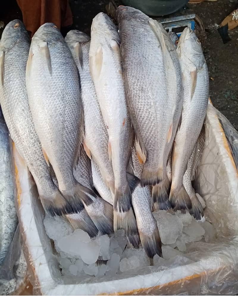 Fishes 4