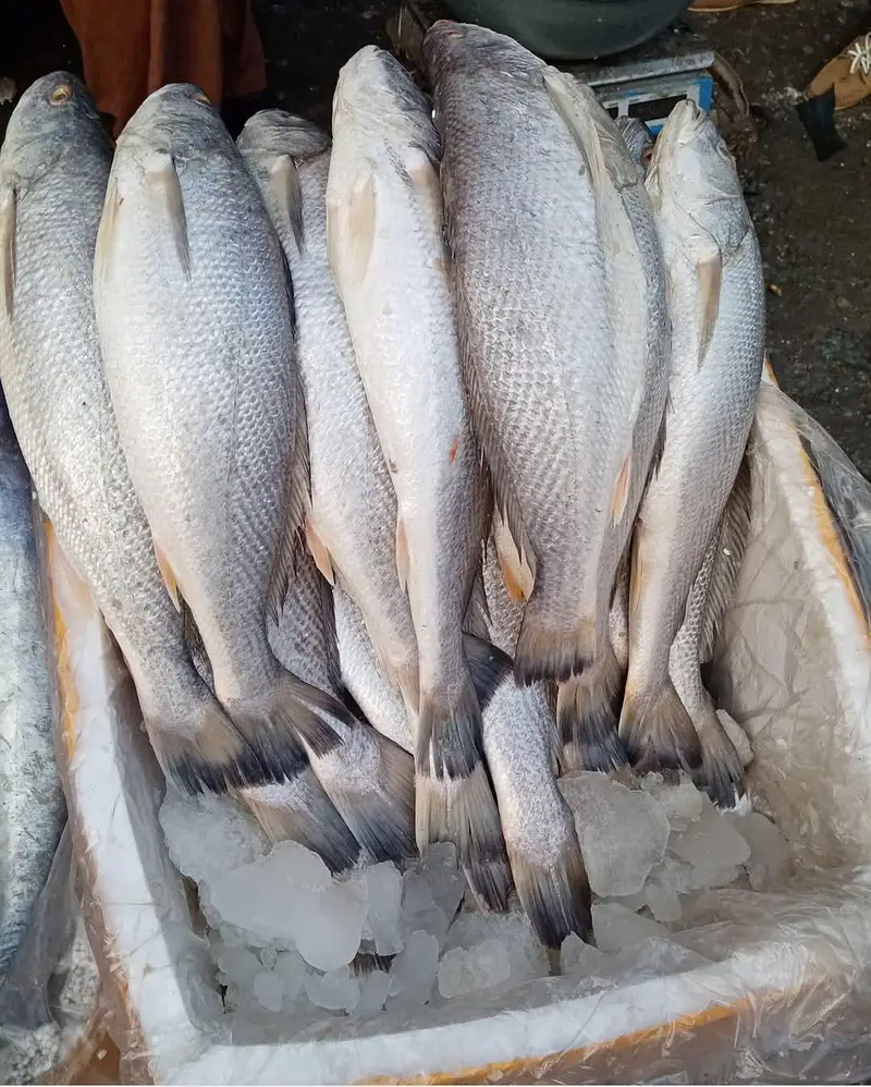 Fishes — photo 5