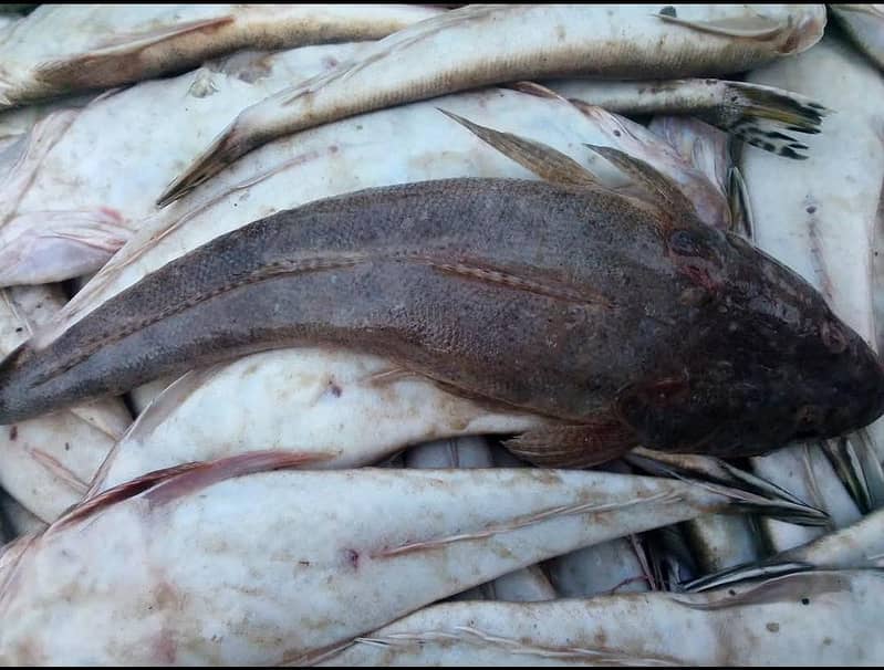 Fishes 5