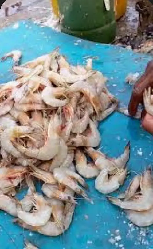 Fishes — photo 7