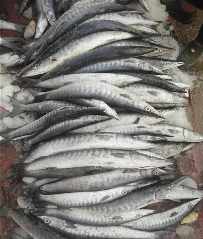 Fishes 7