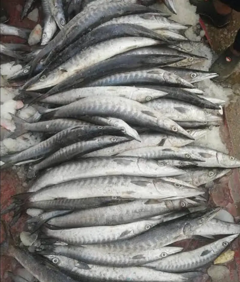 Fishes — photo 8