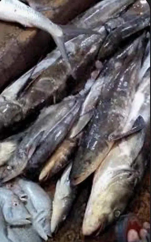 Fishes — photo 9