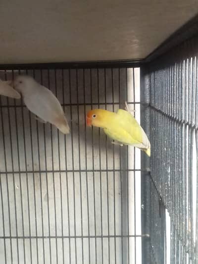 dacino male 03127093372