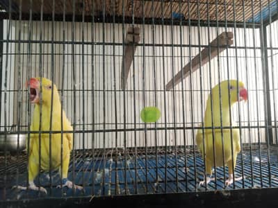 yellow Ringnreck  pair