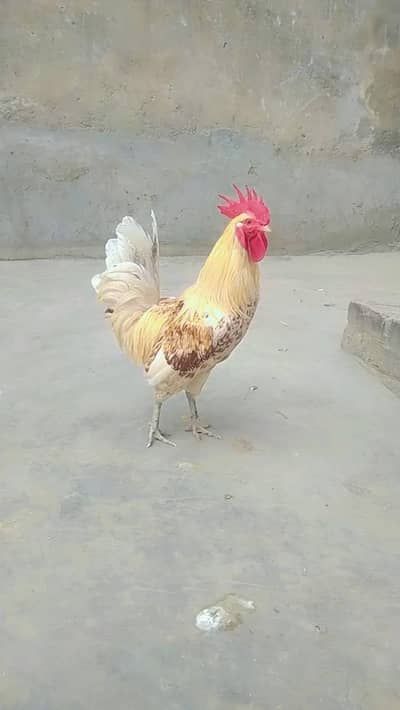 Unique Backyard Chicken for Sale