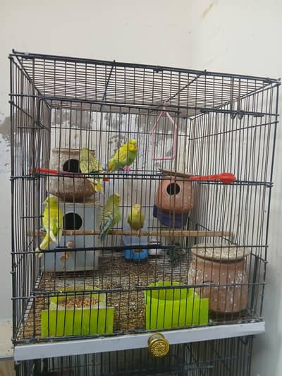 birds cage with all setup