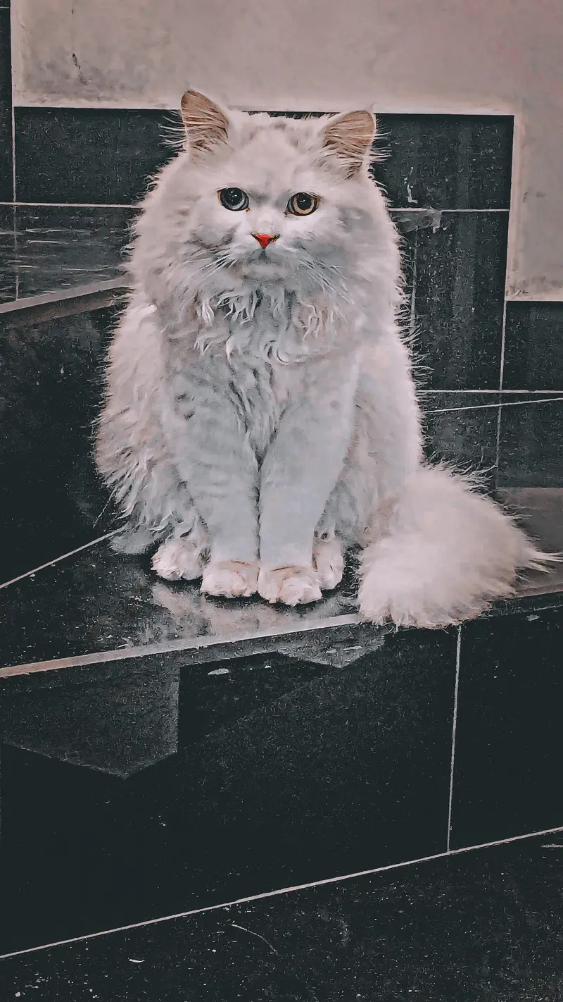 male cat available for mating! — photo 2