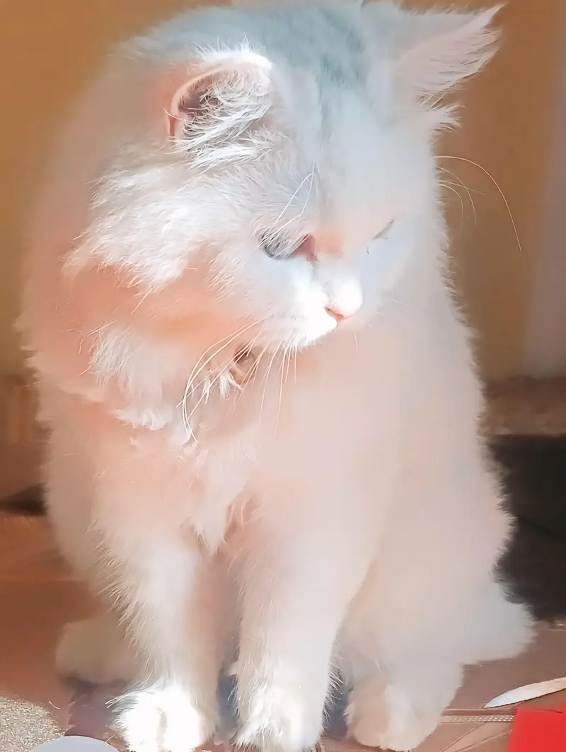 male cat available for mating! — photo 3