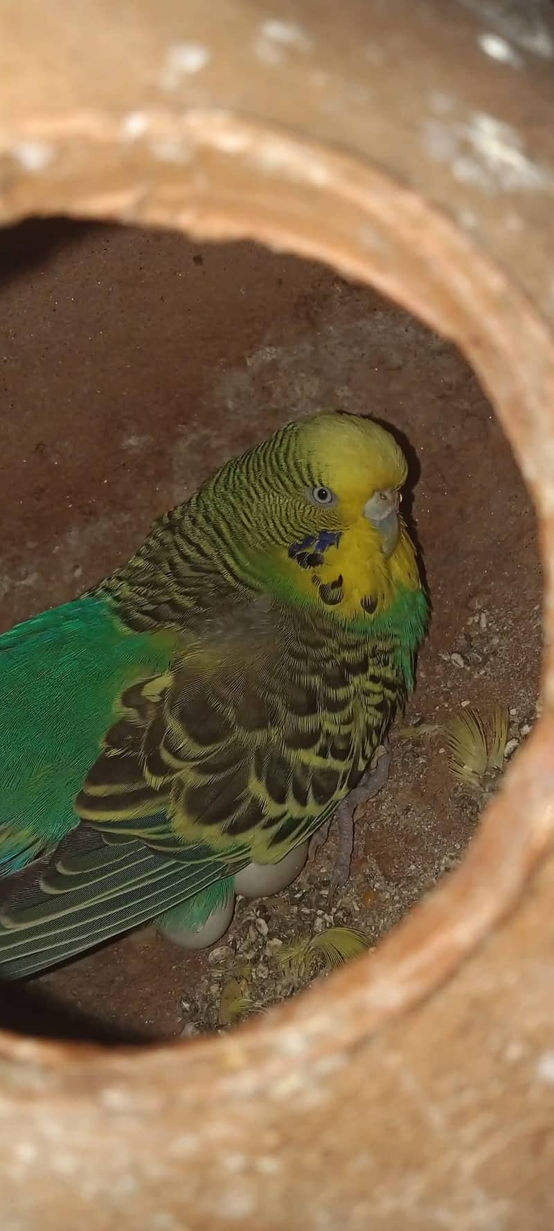 Photo inspiration: Picture Idea: King Jumbo Size Breeder Female Parrots