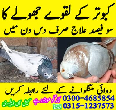 pigeon healthy