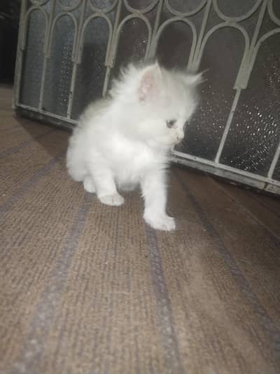 Persian Fur ball Fawn color